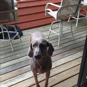 Meet your Posher, Gavin